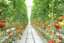 A large glass greenhouse where fresh tomatoes are grown