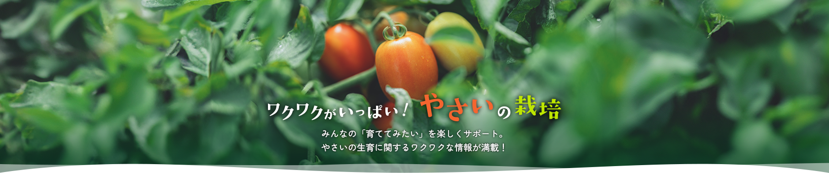 ワクワクがいっぱい！やさいの栽培