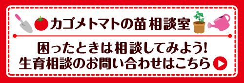 カゴメトマトの苗 相談室