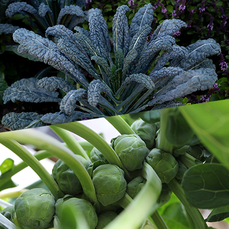 秋植え（アブラナ科）野菜の育て方