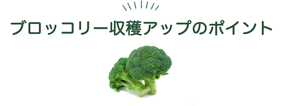 ブロッコリー収穫アップのポイント