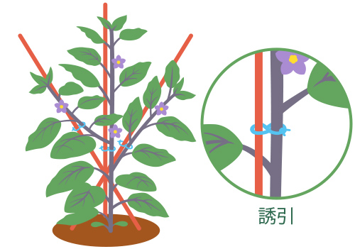 支柱立て・誘引 支柱立て・誘引