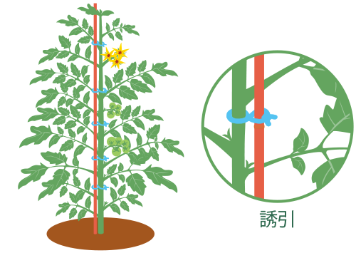 支柱立て・誘引 支柱立て・誘引