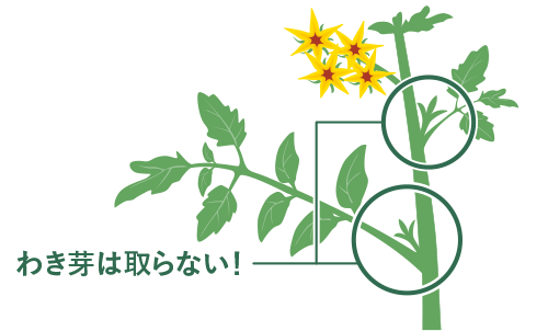 芽かき