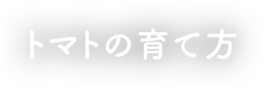 苗の育て方 苗の育て方