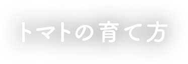 苗の育て方