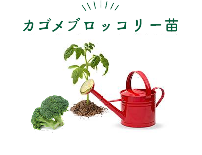 カゴメブロッコリー苗
