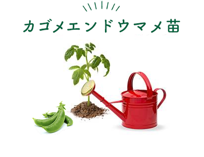 カゴメエンドウマメ苗