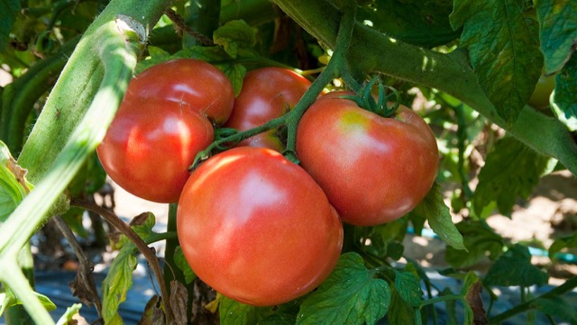 トマト栽培＆育て方［準備と植付け］プランターで家庭菜園入門！