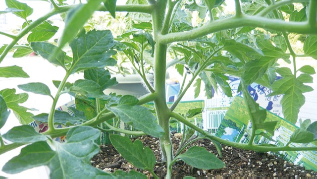 トマト栽培＆育て方［芽かきと着果促進］プランター家庭菜園入門