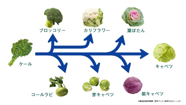 原種となるケールから分化