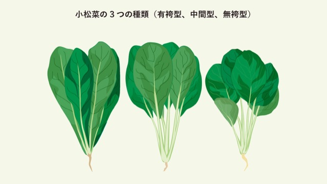 小松菜には3種類あり、袴の有り無しに特徴がある