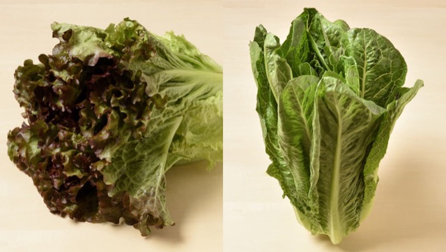 レタスの品種の葉レタス（左）、立ちレタス（右）