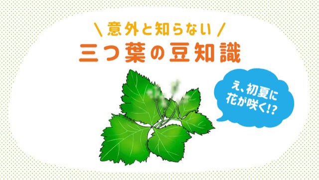 三つ葉の栄養や、花が咲く、3種類あるなど、意外な豆知識まとめ