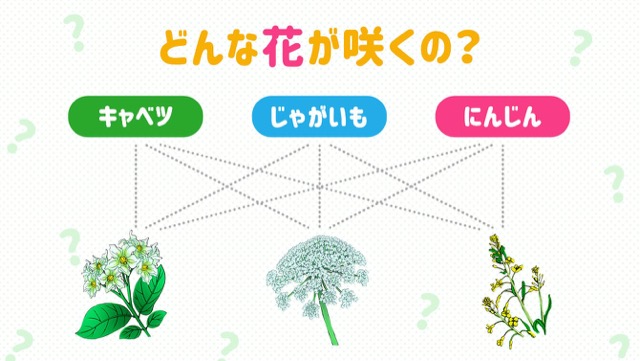 じゃがいもやネギ、キャベツなど、定番野菜の花5選