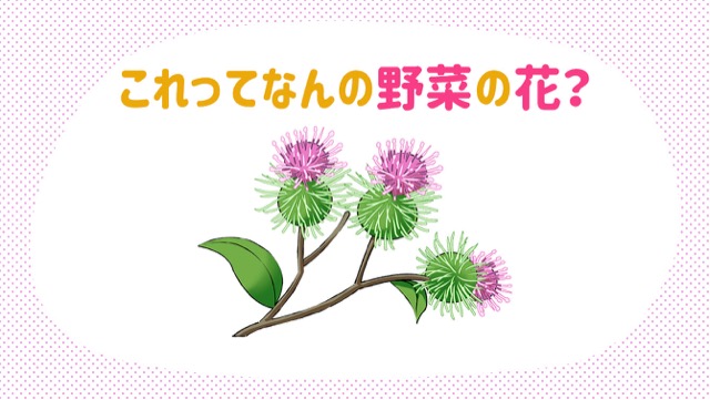 レタス、ごぼう、アスパラガスなど見る機会が少ない野菜の花6選