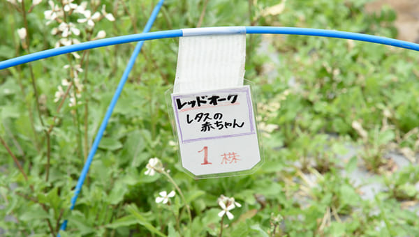 さまざまな種類のベビーリーフを収穫 さまざまな種類のベビーリーフを収穫