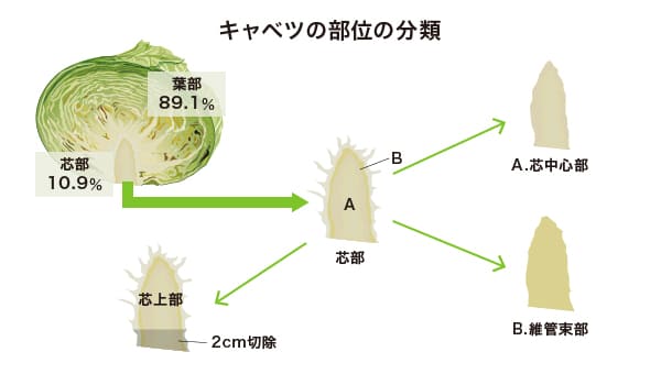 キャベツの部位の分類の図