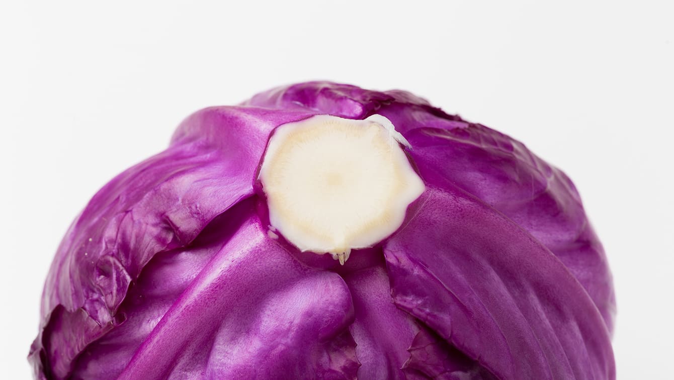 おいしい紫キャベツの選び方：芯の切り口が新しく、巻きがかたくて、重みを感じるものが良い
