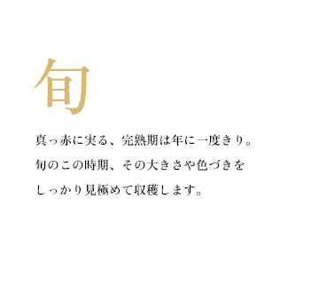 真っ赤に実る、完熟期は年に一度きり。旬のこの時期、その大きさや色づきをしっかり見極めて収穫します。