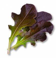 レッドオーク