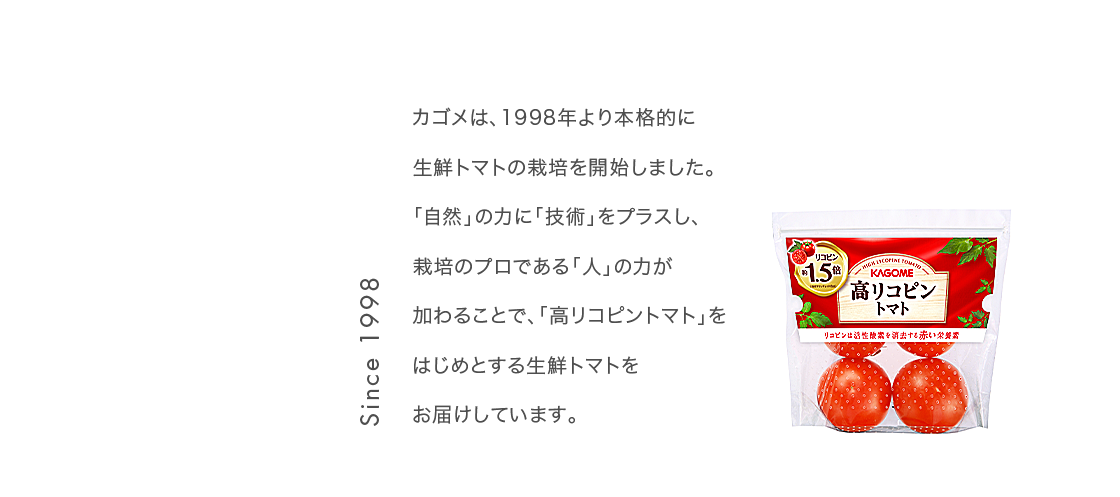 カゴメは、1998年より本格的に生鮮トマトの栽培を開始しました。「自然」の力に「技術」をプラスし、栽培のプロである「人」の力が加わることで、「高リコピントマト」をはじめとする生鮮トマトをお届けしています。