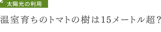 太陽光の利用　温室育ちのトマトの樹は15メートル超？