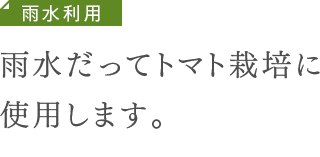 雨水利用　雨水だってトマト栽培に使用します。