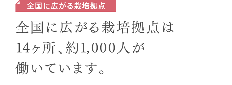 全国に広がる栽培拠点　全国に広がる栽培拠点は14ヶ所、約1,000人が働いています。