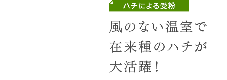 ハチによる受粉　風のない温室で在来種のハチが大活躍！