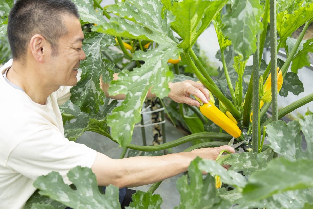 ル・クルーゼ UMAMI KITCHENプロジェクト。
畑からの野菜のおいしさを伝える記事配信 2208_ル・クルーセ゛.jpeg