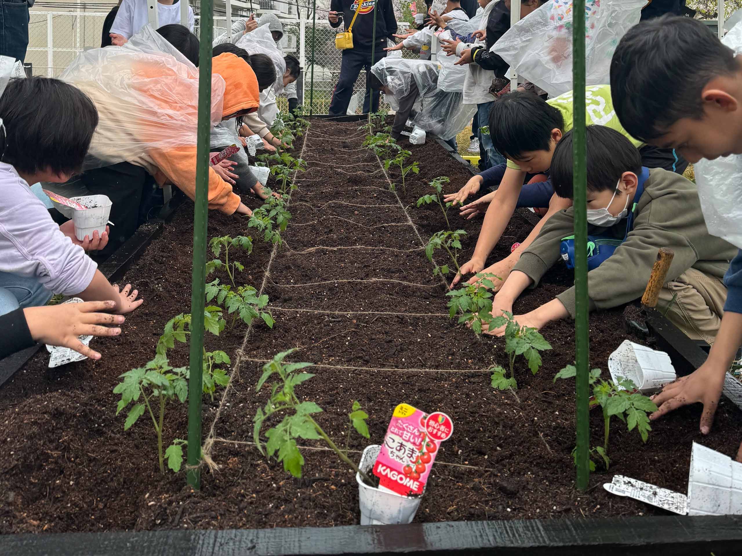 nexusチャレンジパーク早野でのトマト栽培がスタート。2024年は近隣小学校と連携 nexus.jpg