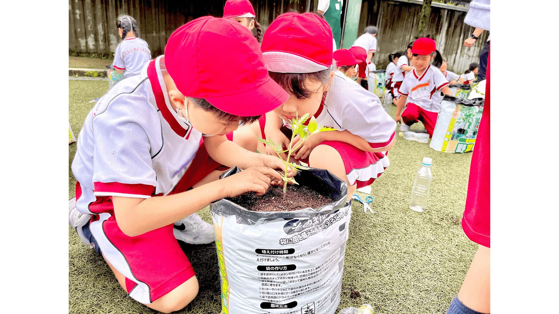 立命館小学校でトマト栽培スタート。タキイ種苗、京果、カゴメ共同で定植授業を実施 立命館・タキイ①.jpg