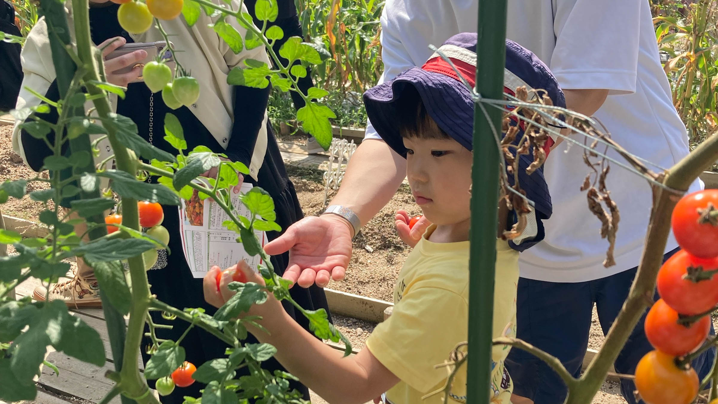 ヤンマーマルシェ・タキイ種苗・カゴメの3社が「植育から始まる食育」収穫・調理イベントを開催 ヤンマータキイ1.jpg